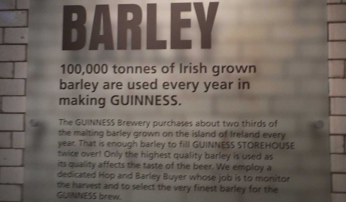 Guinness Ingredients Barley - Pikalily Food Travel Blog