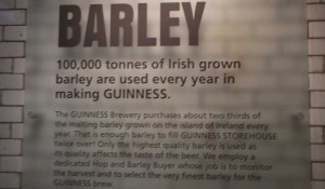 Guinness Ingredients Barley - Pikalily Food Travel Blog