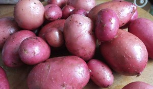 Home grown potatoes - Pikalily Food Blog