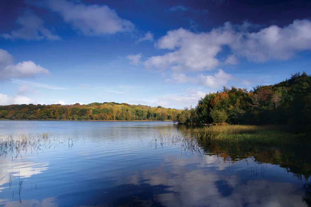 Lower Lough Erne Pikalily