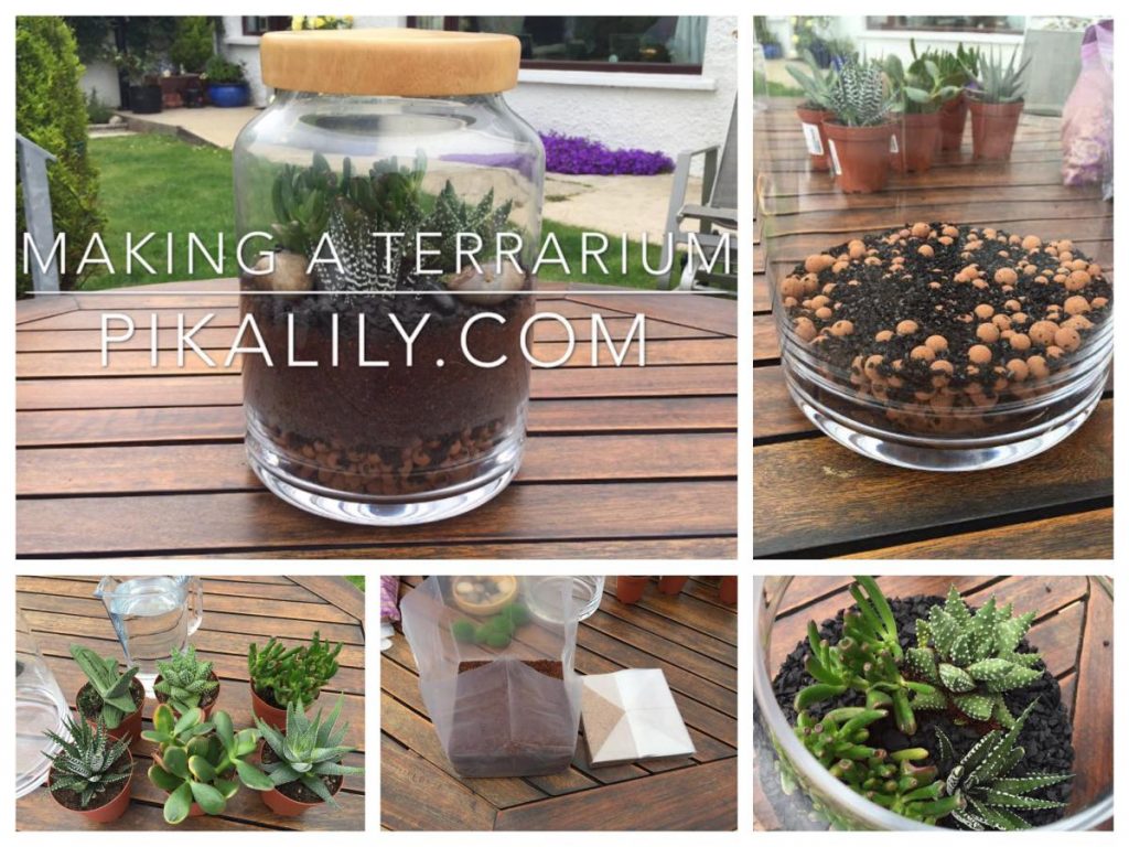 Terrarium guide PIKALILY